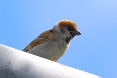 暑いな～、日傘が欲しいな～。
