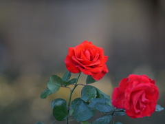 赤い薔薇