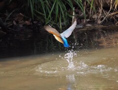カワちゃん飛翔