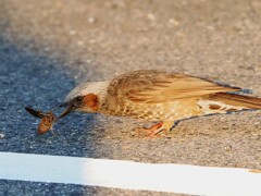 伊香保温泉　ヒヨドリの朝食
