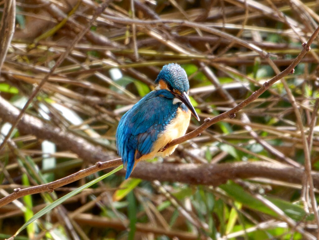 お魚を探すカワセミちゃん　トリミング