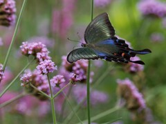 カラスアゲハの飛翔