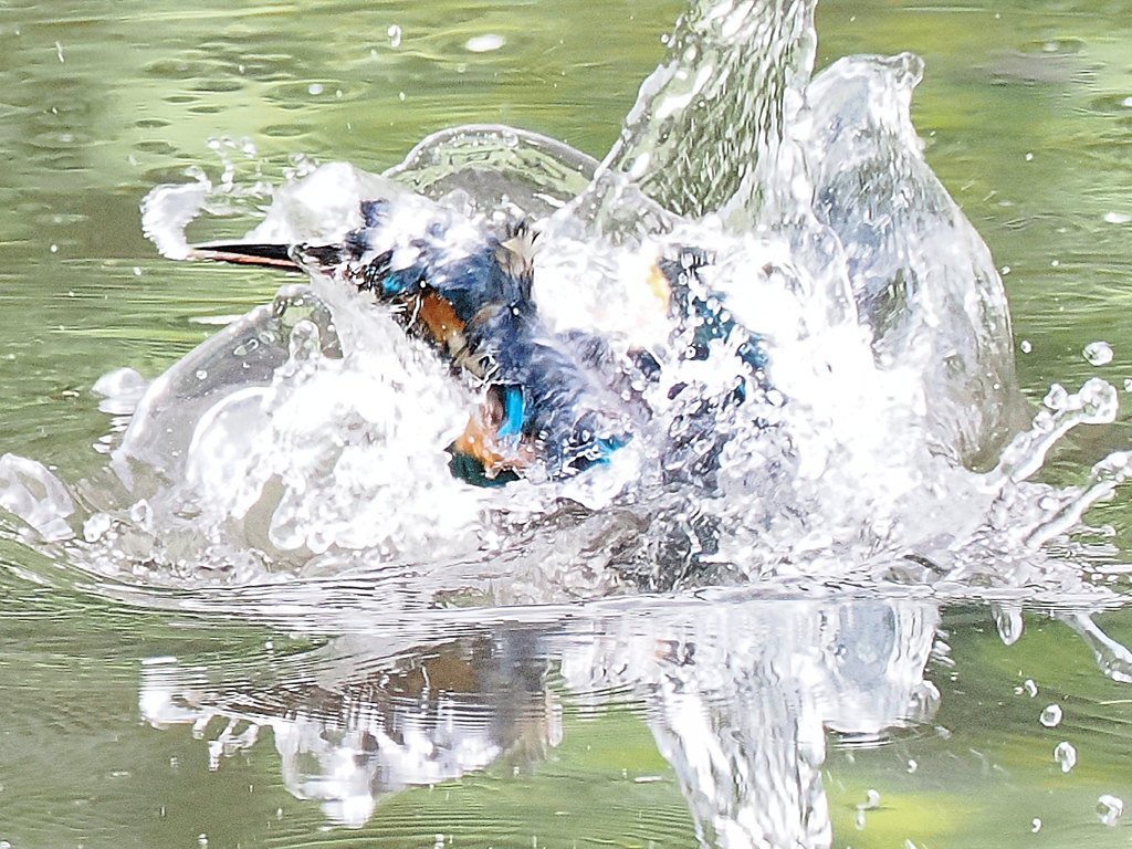 カワセミ三昧　五日目　離水まじか！もうちょいぜよ！！