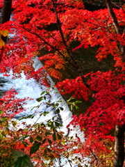 清流と紅