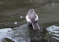 ムクちゃん、ゴメンナサイね。