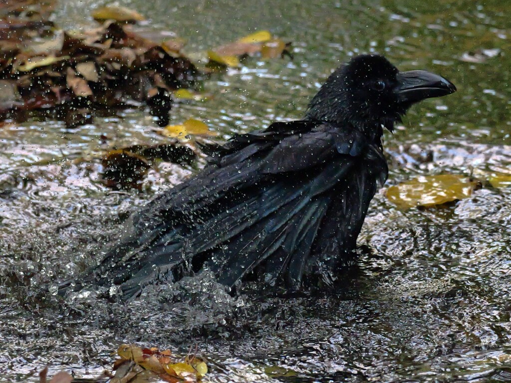 あっ！見られちゃった　カラスの行水だよ～ん　にっこり(#^^#)