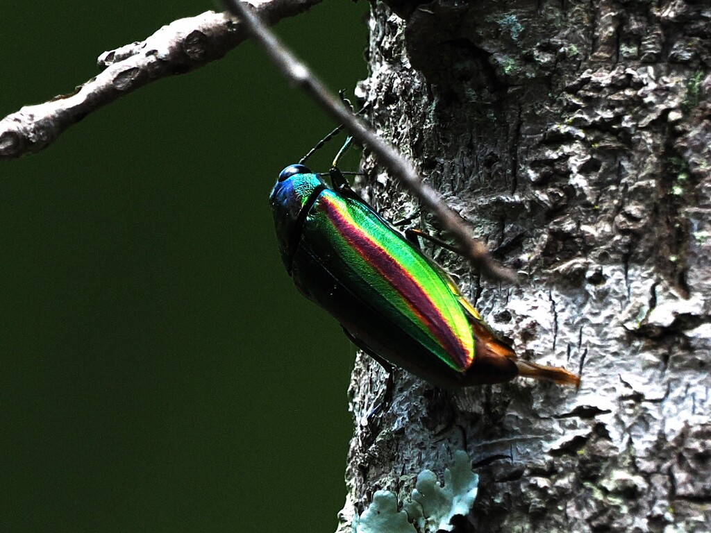 タマムシ