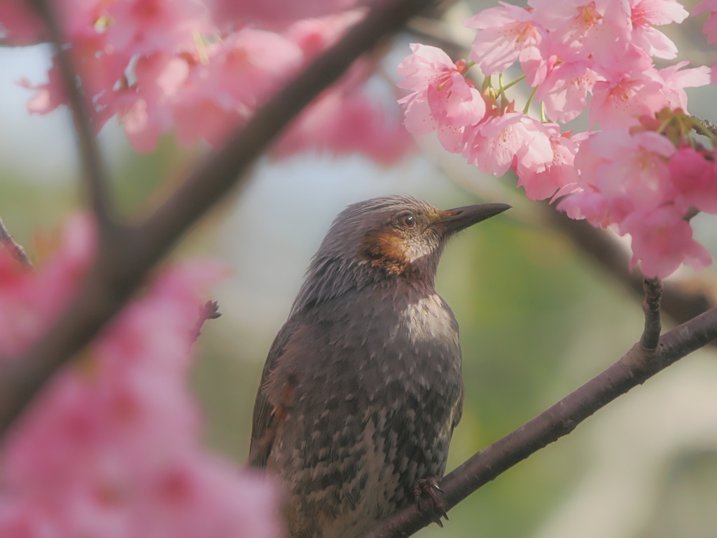 桜を愛でるヒヨドリさん