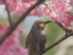 桜を愛でるヒヨドリさん