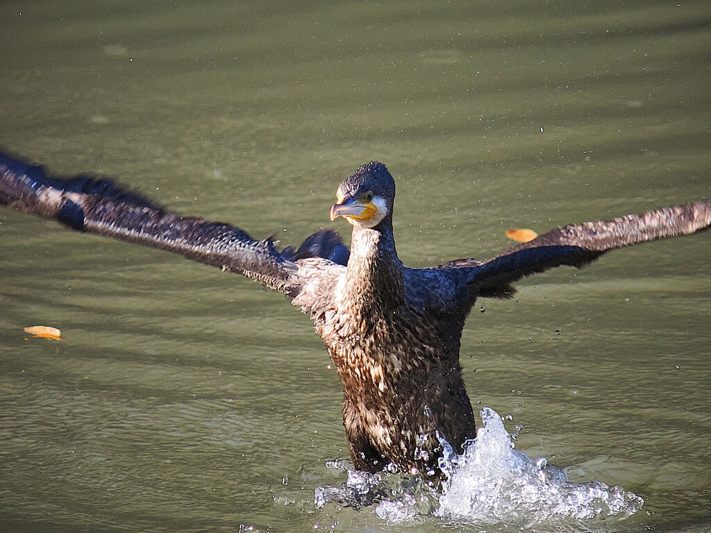 鵜ッ！　何故か仁王立ち　(￣▽￣;)