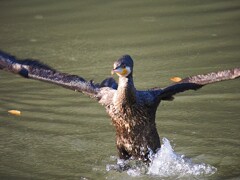 鵜ッ！　何故か仁王立ち　(￣▽￣;)