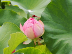 深妙寺の蓮の花と赤とんぼ　（伊那）