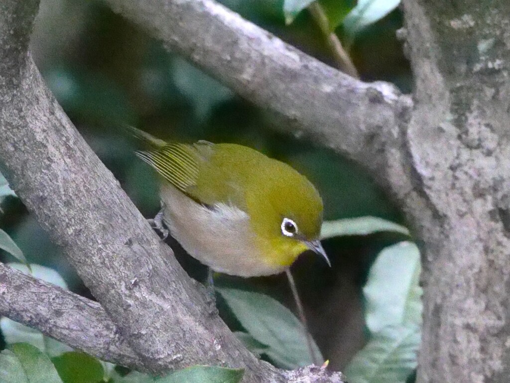 ふくよかに、まあるい子
