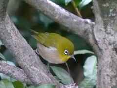 ふくよかに、まあるい子