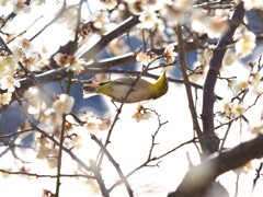 ウメジロウの吸蜜