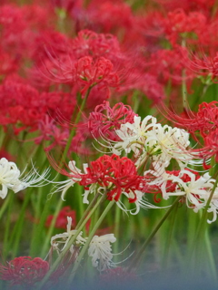 紅白仲良く　　西方寺より