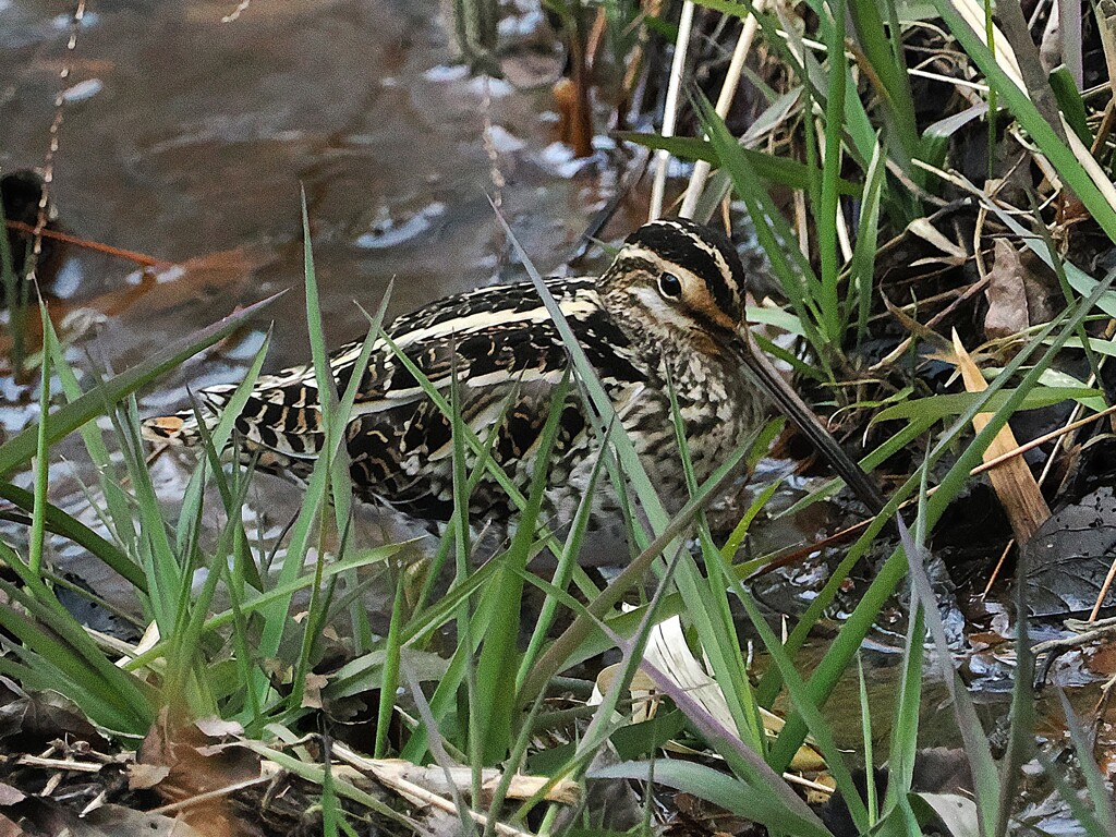タギシ