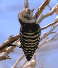 うん？　　コゲラ