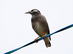 涼しくなって帰って来てくれた野鳥さん達　う～ん久しぶりだな～