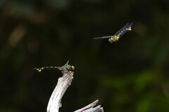 ウチワヤンマ