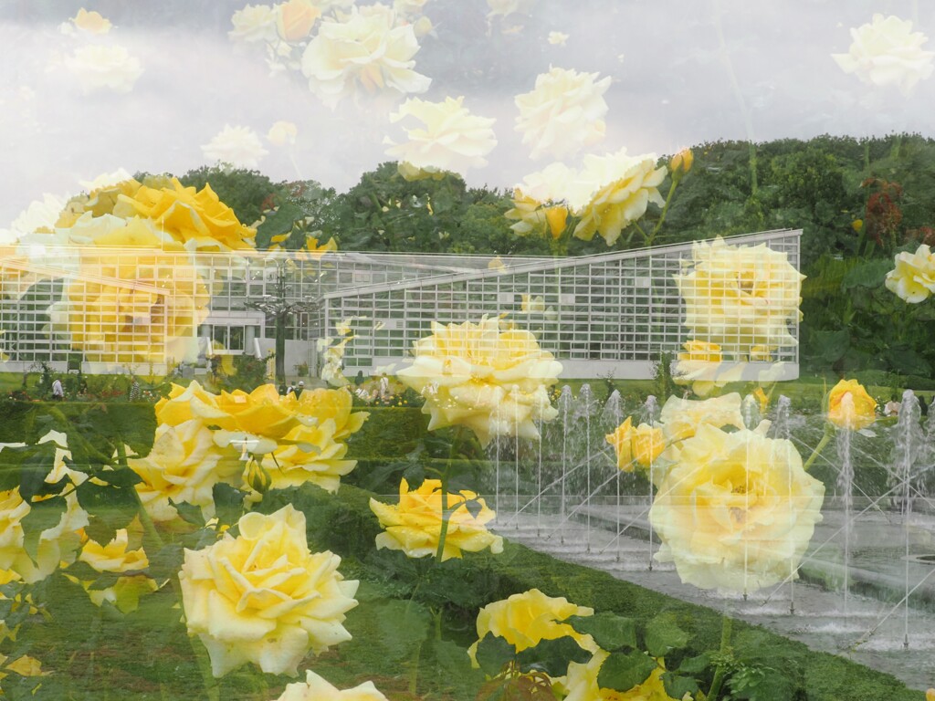 神代植物園　秋薔薇フェスタ　　