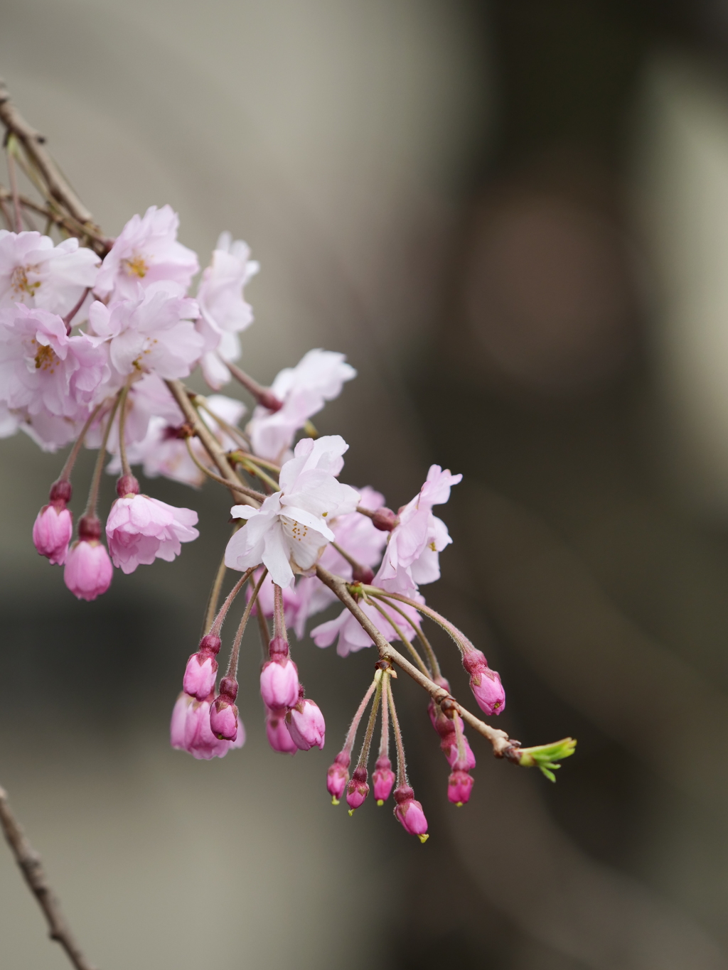 近所の散歩　桜　スナップ写真　Ⅴ
