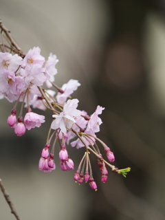 近所の散歩　桜　スナップ写真　Ⅴ
