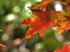 高遠城址の紅葉
