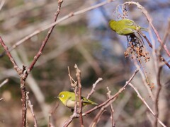 エナガ夫婦　　①僕が見張っているから君は実を食べていていいよ～