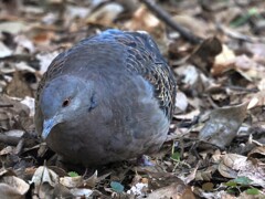 鳩さん、もう少し近くって言ったけど、近すぎです。(￣▽￣;)