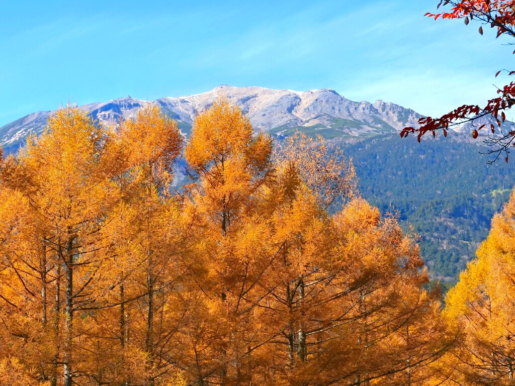 金色の木と御嶽山