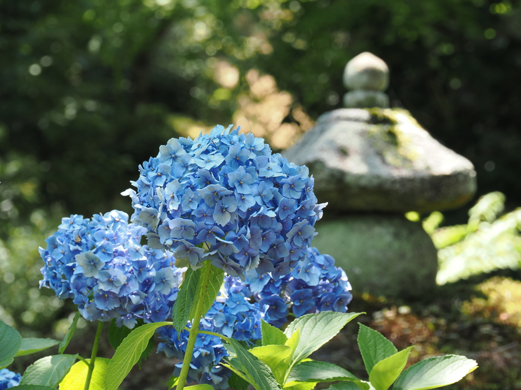 天龍寺の庭に咲く紫陽花