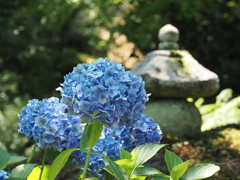 天龍寺の庭に咲く紫陽花