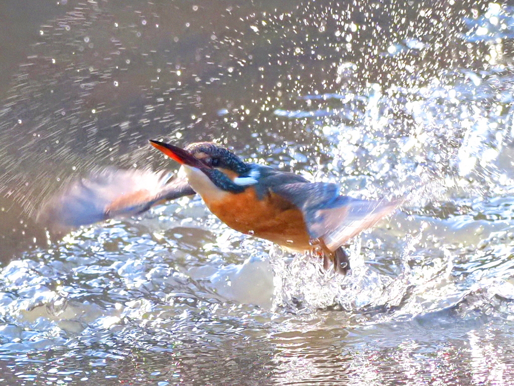 離水　少し大きくしました。