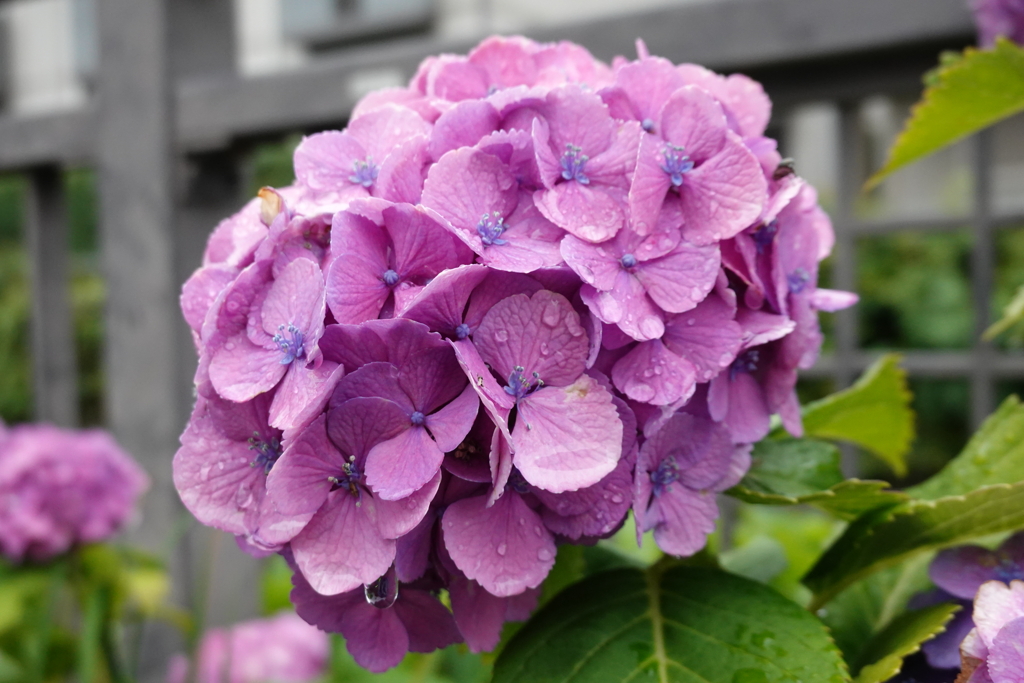 まつわりつく雫