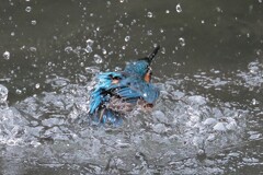 翡翠君離水