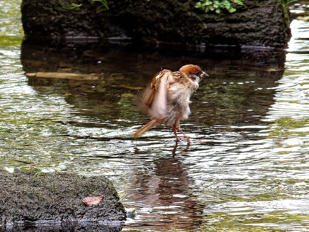 歩いて行くか