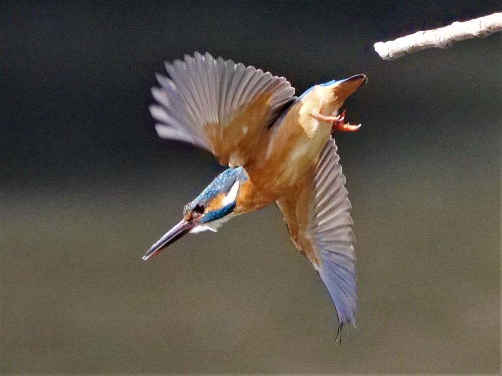 カワちゃんの飛び出しⅡ