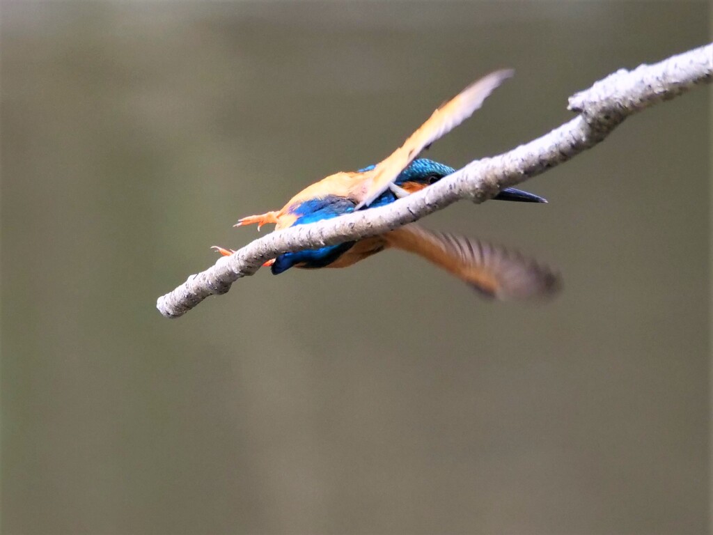 ねじれカワちゃんの飛び出し　スリー