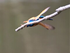 ねじれカワちゃんの飛び出し　スリー