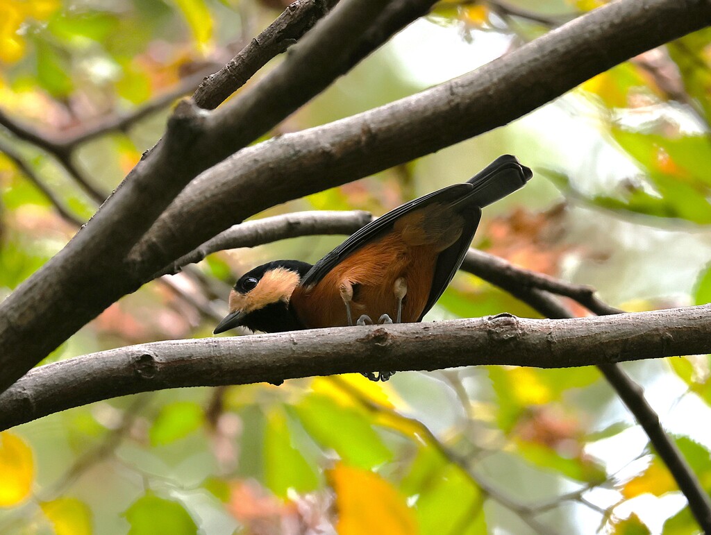 少しの間ヤマガラちゃん特集　君の瞳に僕は写っているかな？