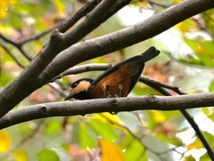 少しの間ヤマガラちゃん特集　君の瞳に僕は写っているかな？