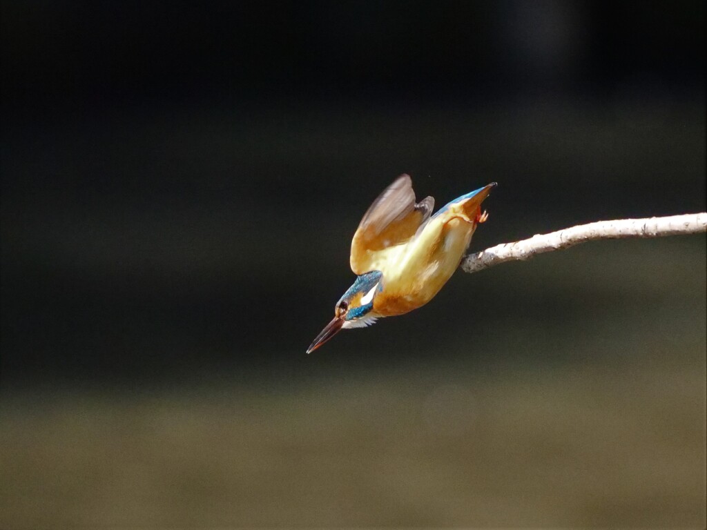 カワちゃんの飛び出しⅢ