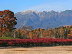 真っ赤なブルーベリーの木と早朝の御岳山