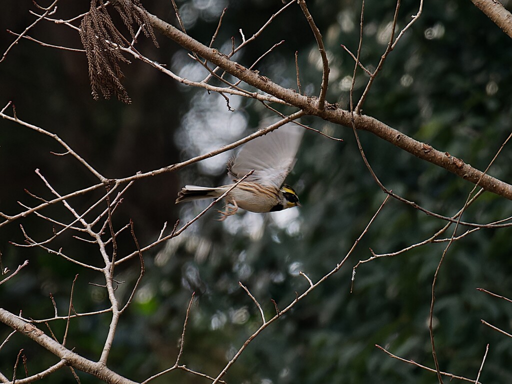 ミヤマホウジロ君の飛翔　Ⅲ