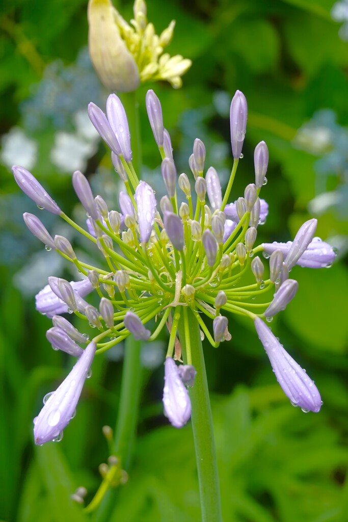 雨の雫をまとったアガパンサスの花