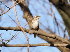 ツグミさん