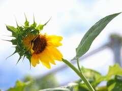 未熟な僕だけど、僕にとっちゃこれからが夏本番だぜ～