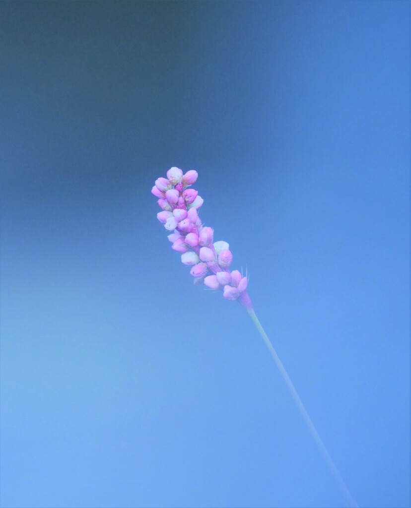 かわいい～イヌタデの花
