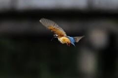 お魚見っけ！